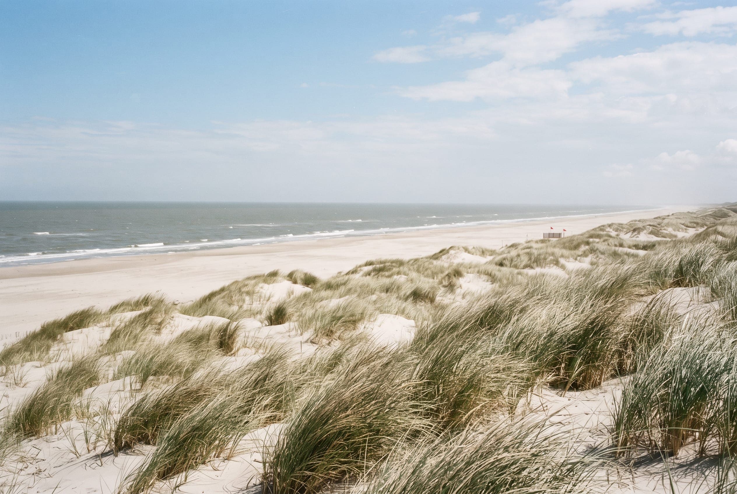 Marram grass bent by the wind on a North Sea dune above a wide empty beach in hard noon sun.